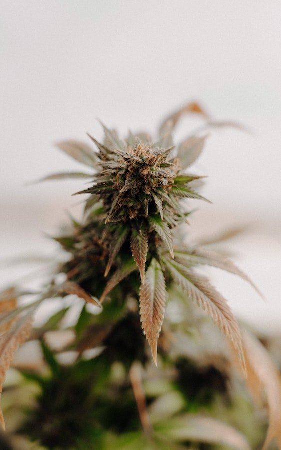 How To Support Cannabis Reform At Local And Federal Levels