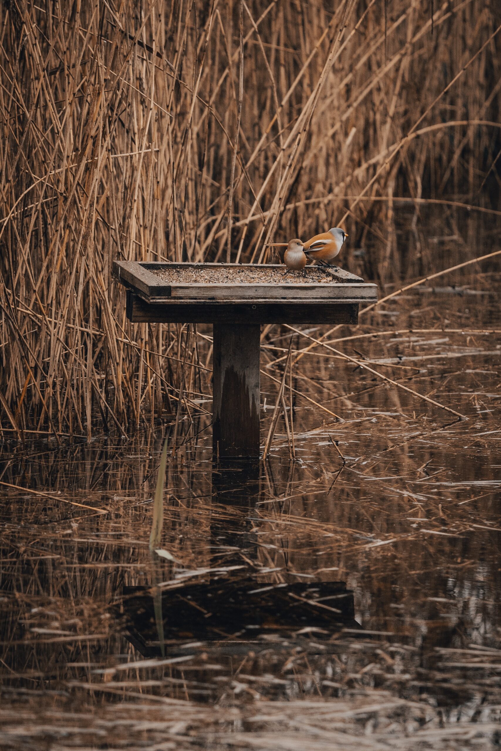 jonny-gios-rJDGR3gFOac-unsplash