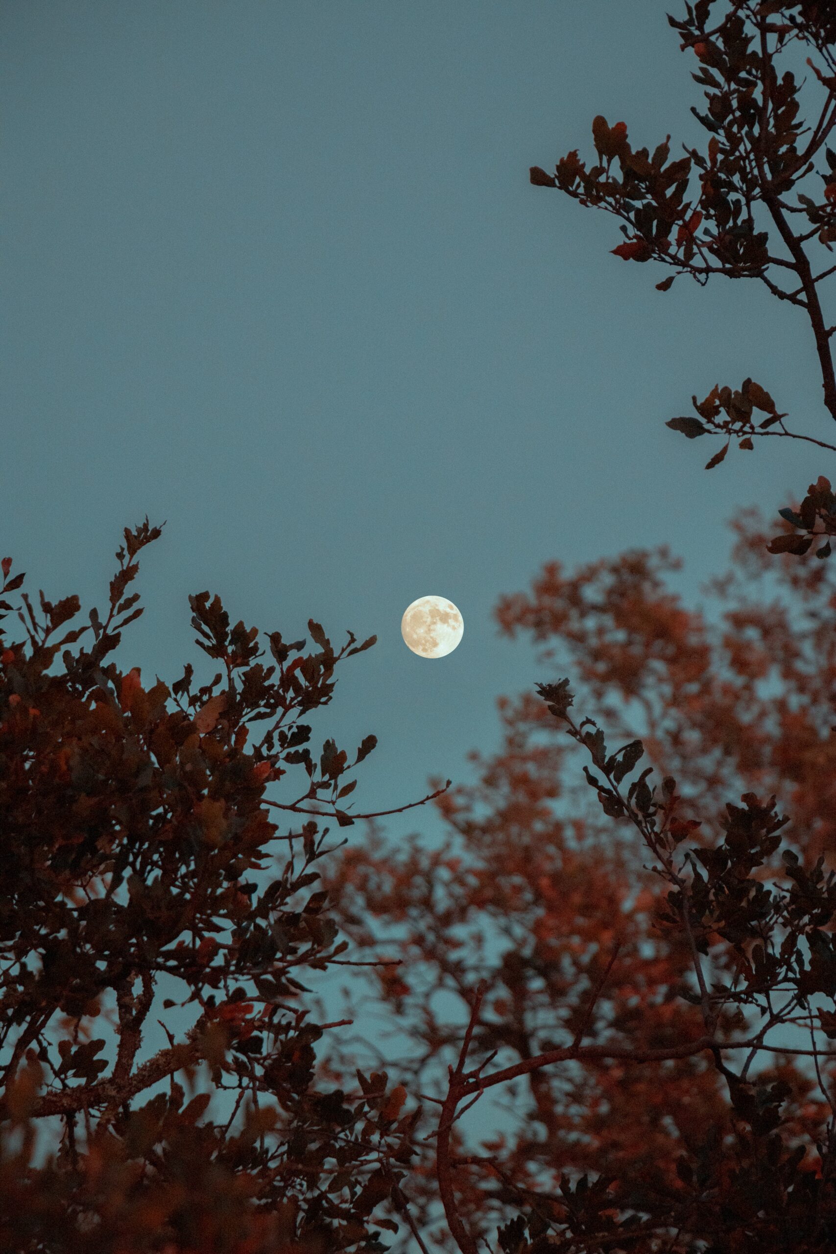 griffin-wooldridge-aFMsnhkZoJg-unsplash