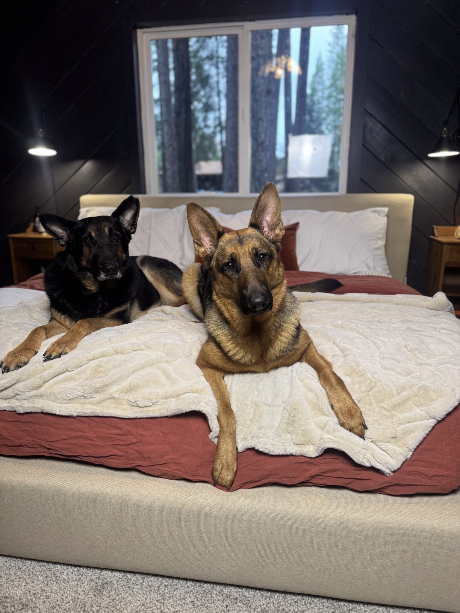 Two German Shepherd dogs lying on a bed with a beige blanket in a dark-walled room, with a window and lamps on each side of the bed.