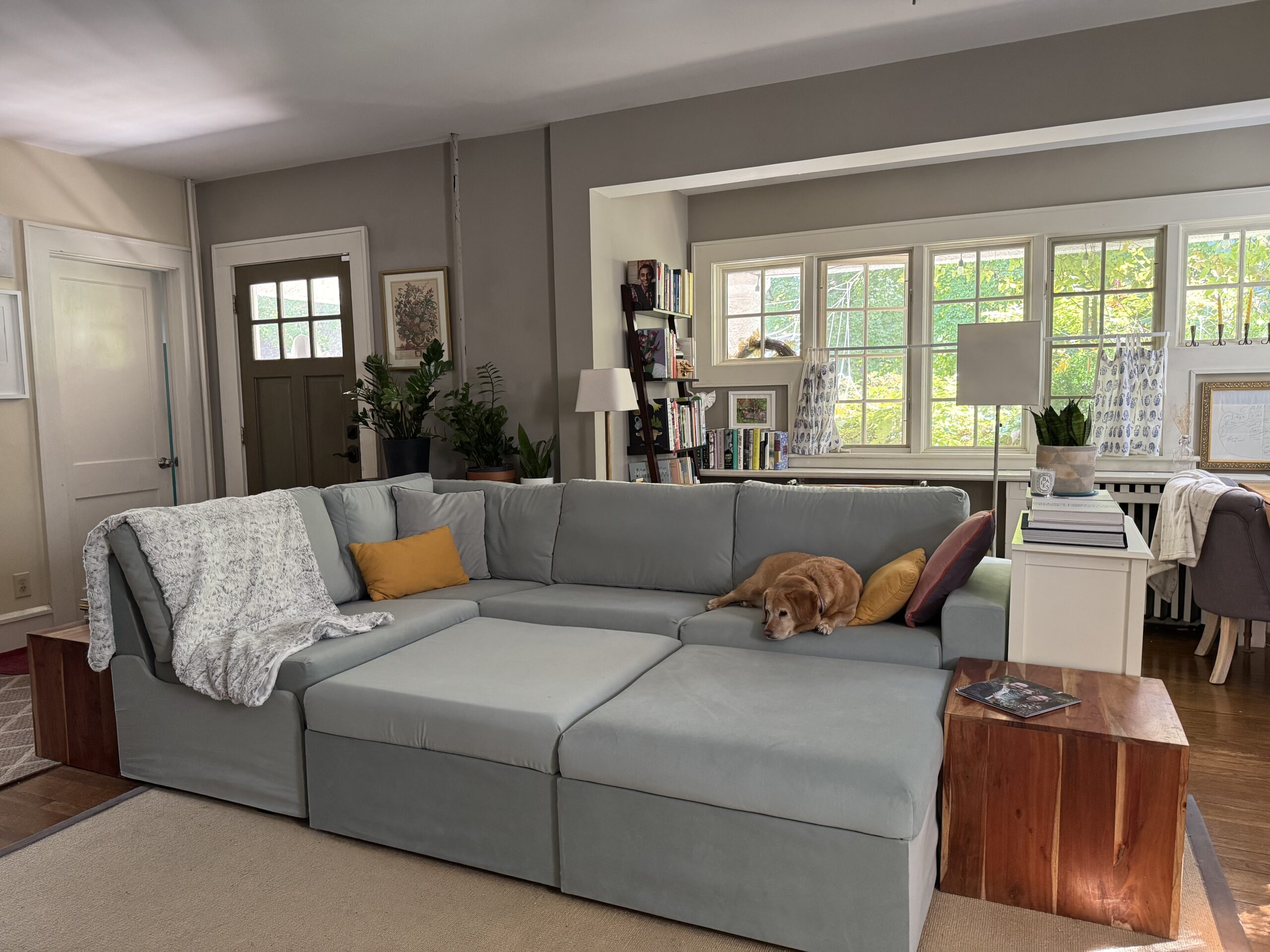 A living room with a gray sectional sofa, a brown dog lying on it, colorful pillows, a wooden side table, bookshelves, and large windows letting in natural light.